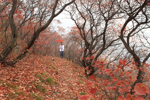 霜叶红于二月花